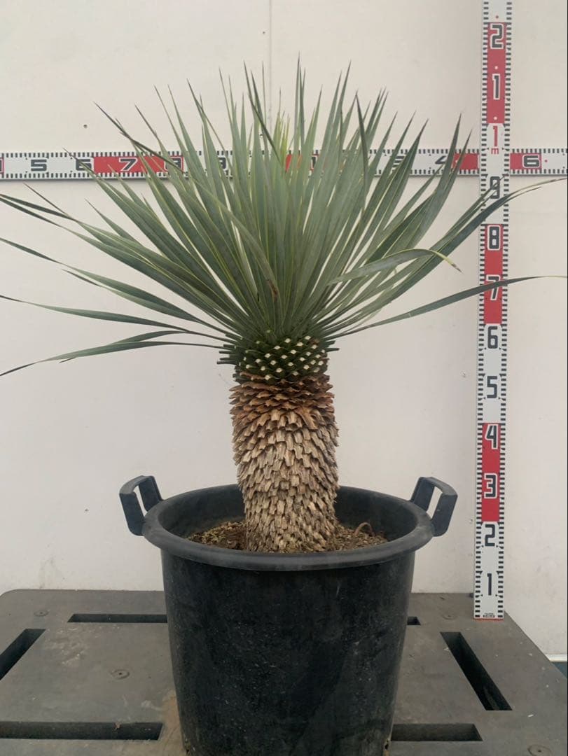 ユッカ　ロストラータ