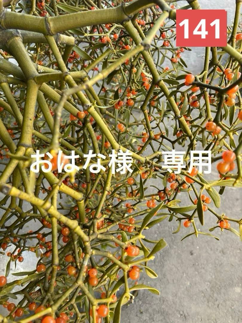 ヤドリギ　141