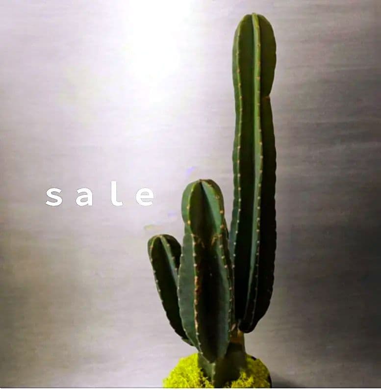 タイムセール柱サボテン(鬼面角)×セダム ドライガーデン　特大