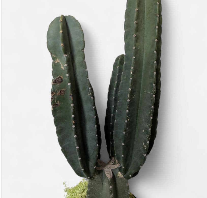 タイムセール柱サボテン(鬼面角)×セダム ドライガーデン　特大