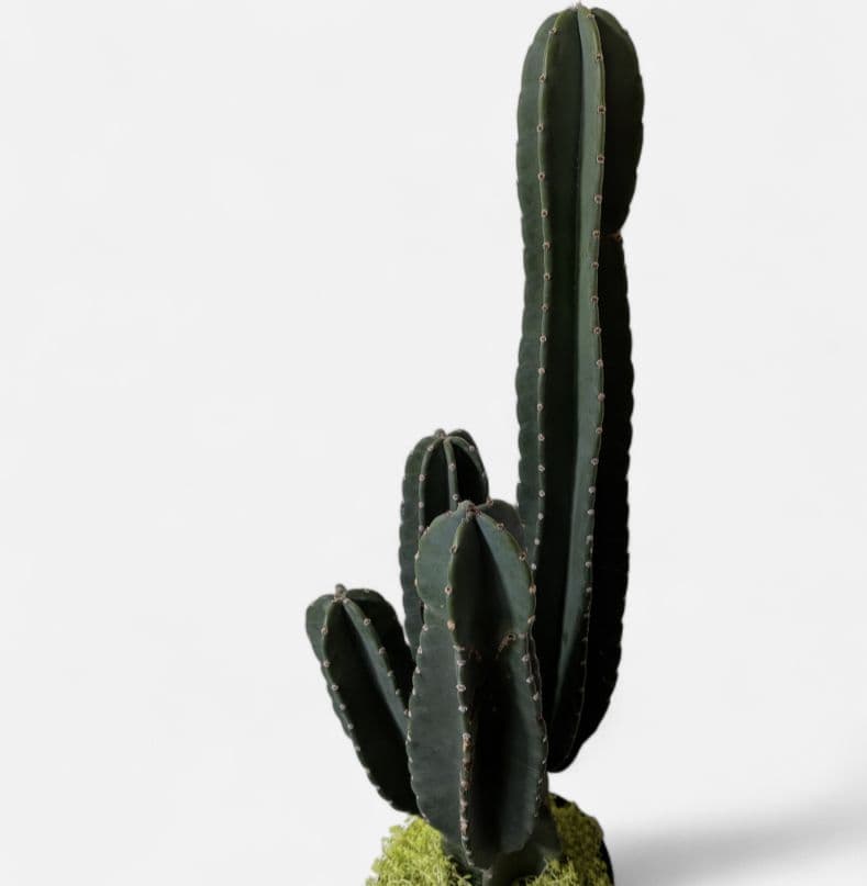 タイムセール柱サボテン(鬼面角)×セダム ドライガーデン　特大