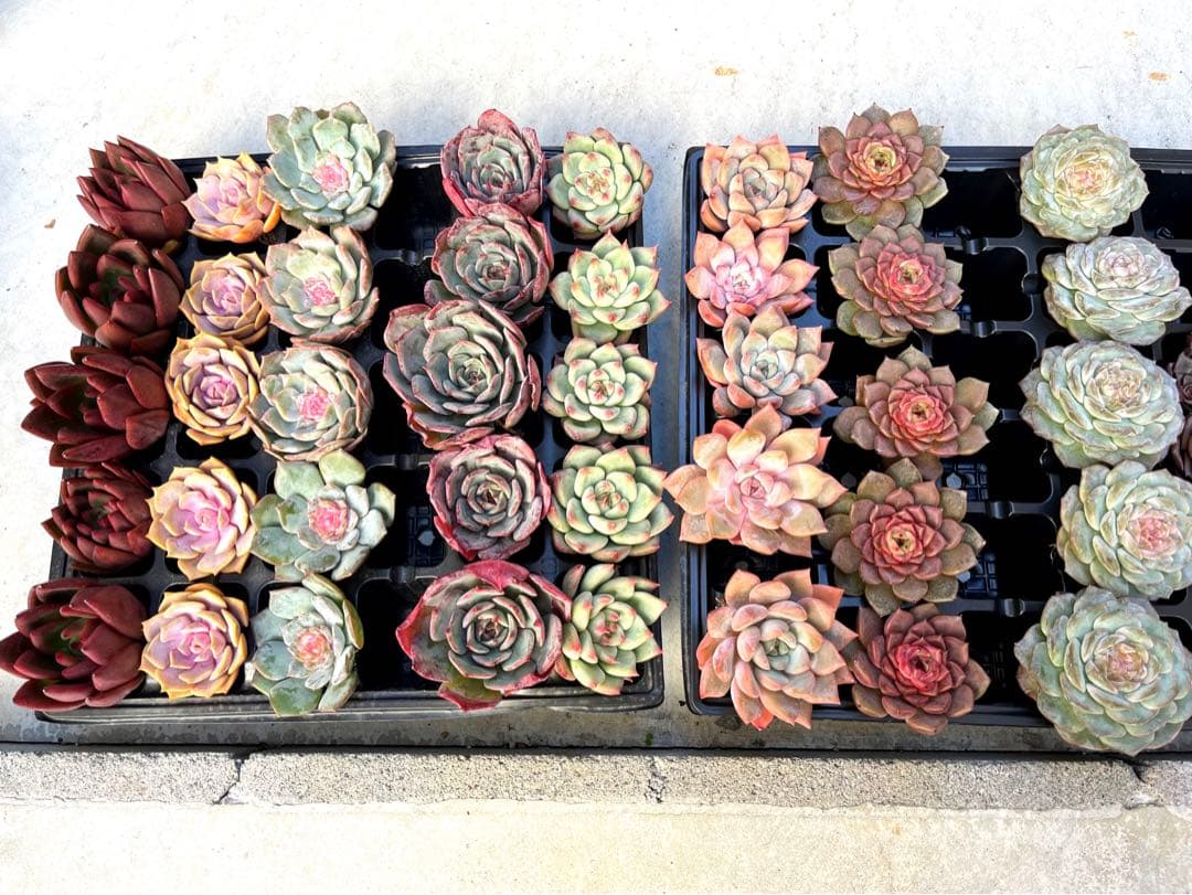 韓国多肉カット苗