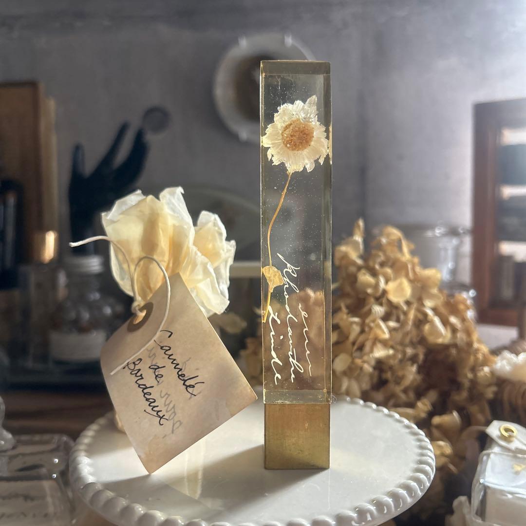 ローダンセ 真鍮 樹脂標本 errer 植物標本