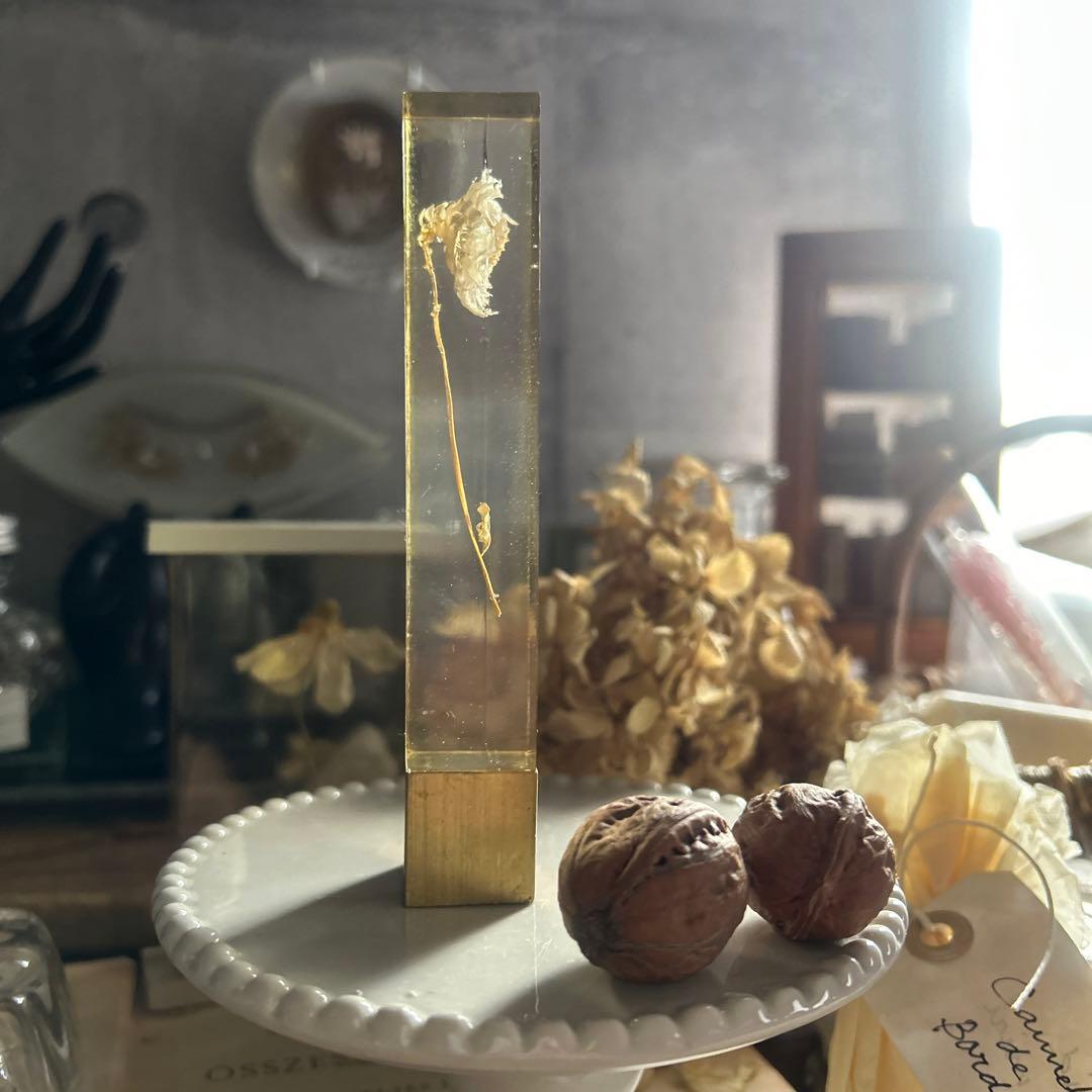 ローダンセ 真鍮 樹脂標本 errer 植物標本