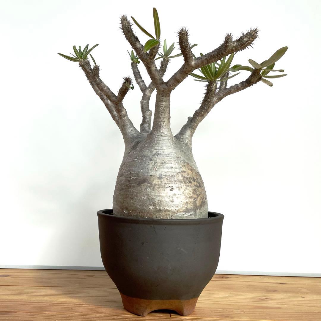 パキポディウム・グラキリス　大型　鉢付き　25-1