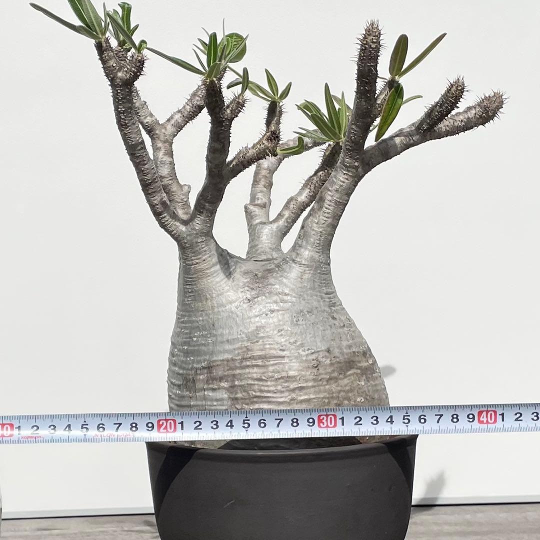 パキポディウム・グラキリス　大型　鉢付き　25-1