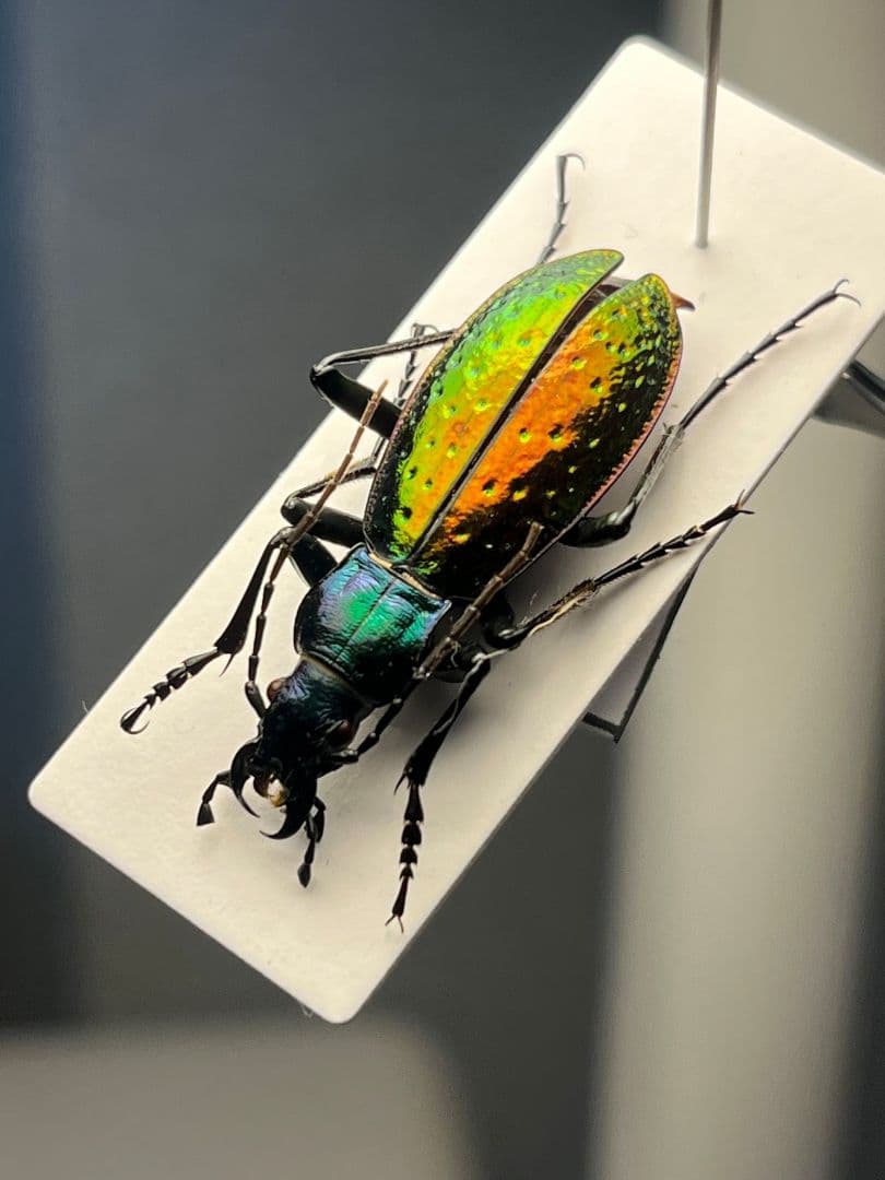 【29mm】Chrysotribax rutilans カブリモドキオサムシ標本