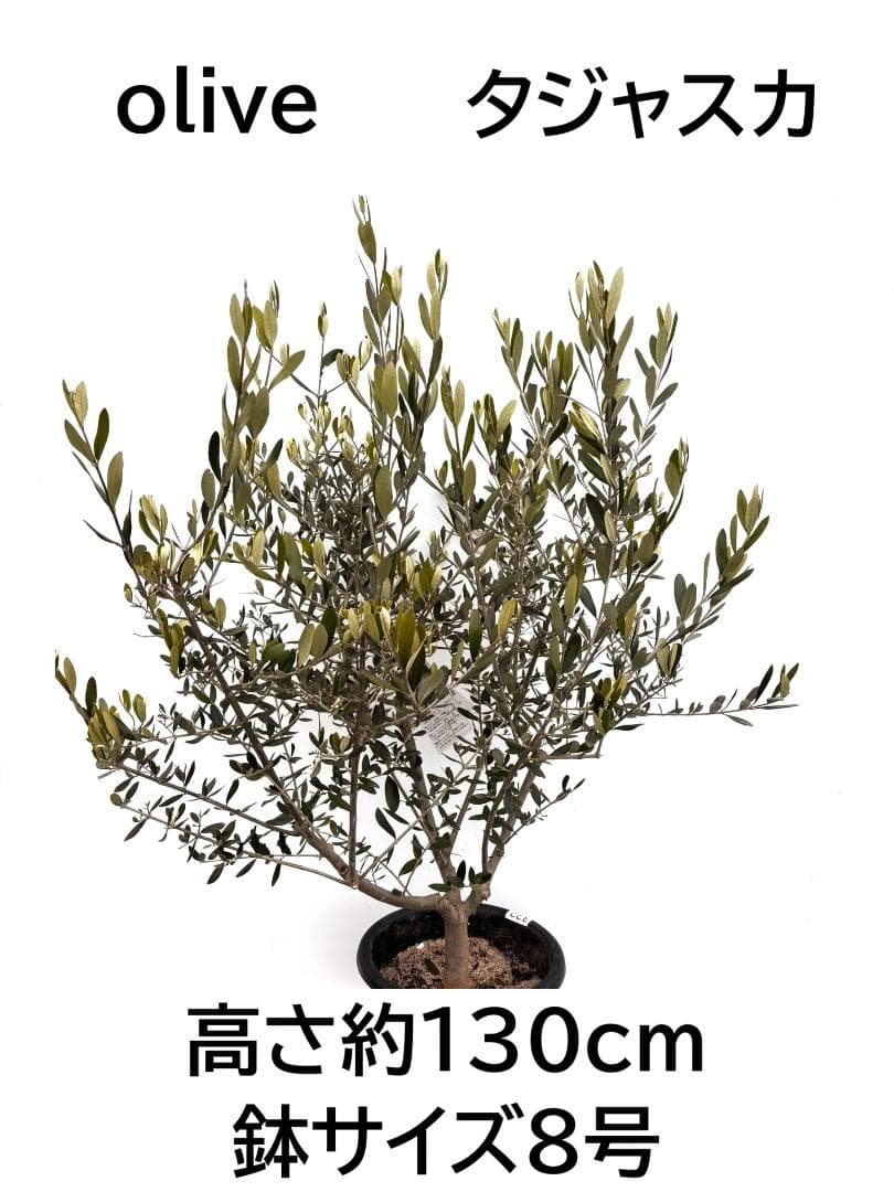 オリーブの木　タジャスカ　8号　約130cm　K-322　現品掲載