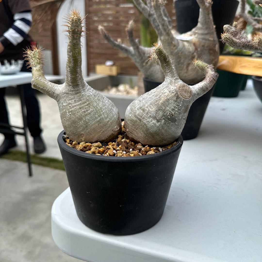 グラキリス　2頭　超良型　超特選