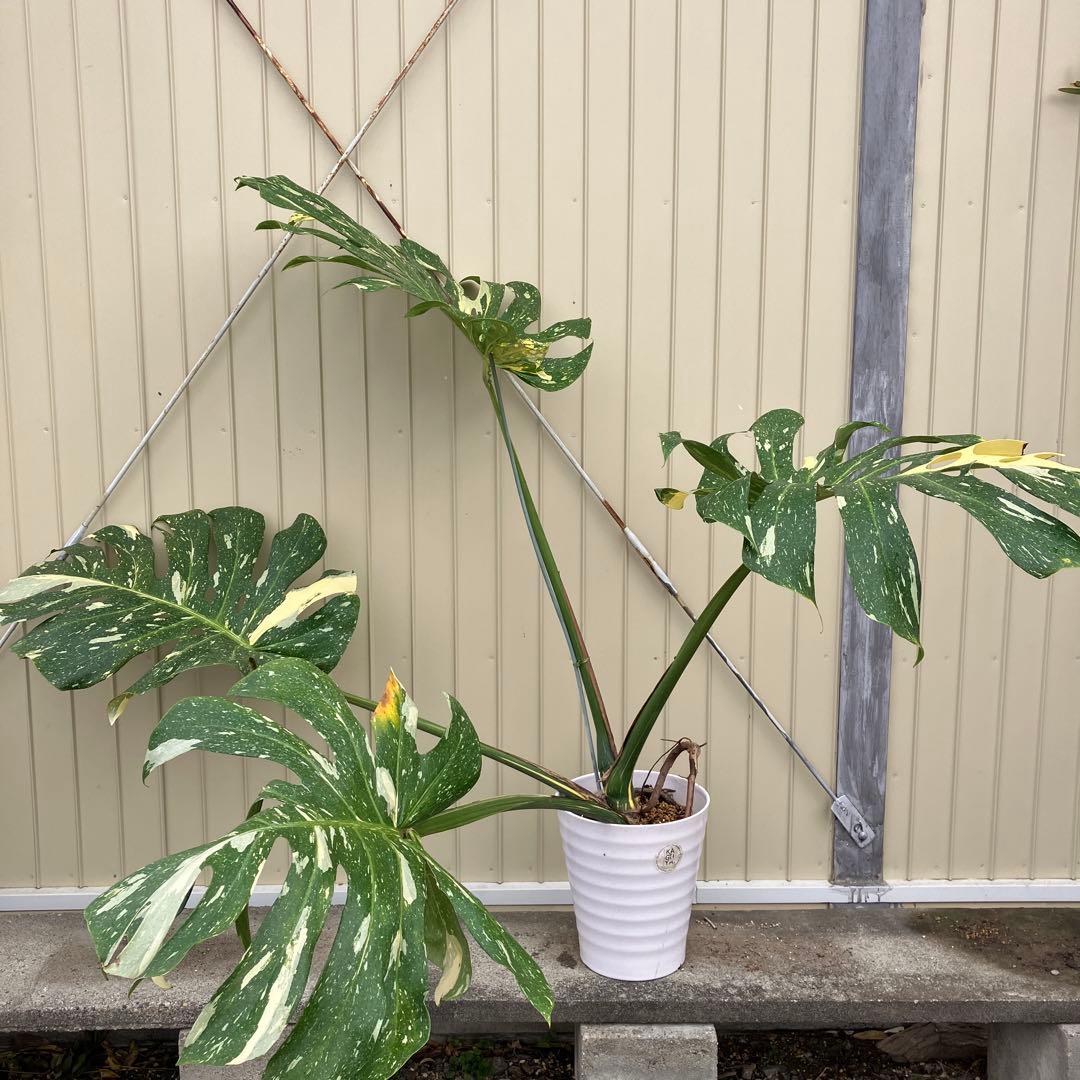 モンステラ　イエローモンスター　大株　斑入り　鉢皿付き