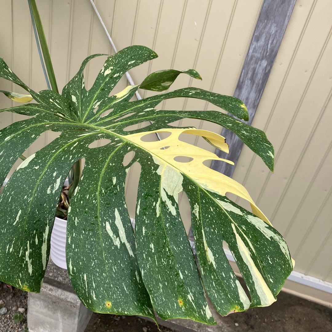 モンステラ　イエローモンスター　大株　斑入り　鉢皿付き