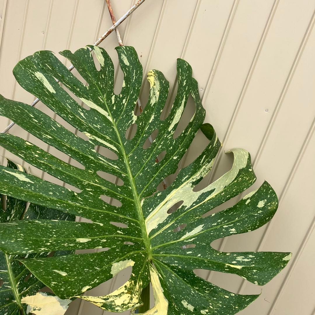 モンステラ　イエローモンスター　大株　斑入り　鉢皿付き