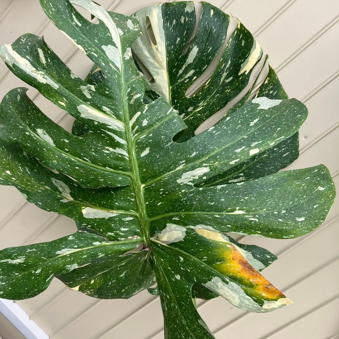 モンステラ　イエローモンスター　大株　斑入り　鉢皿付き