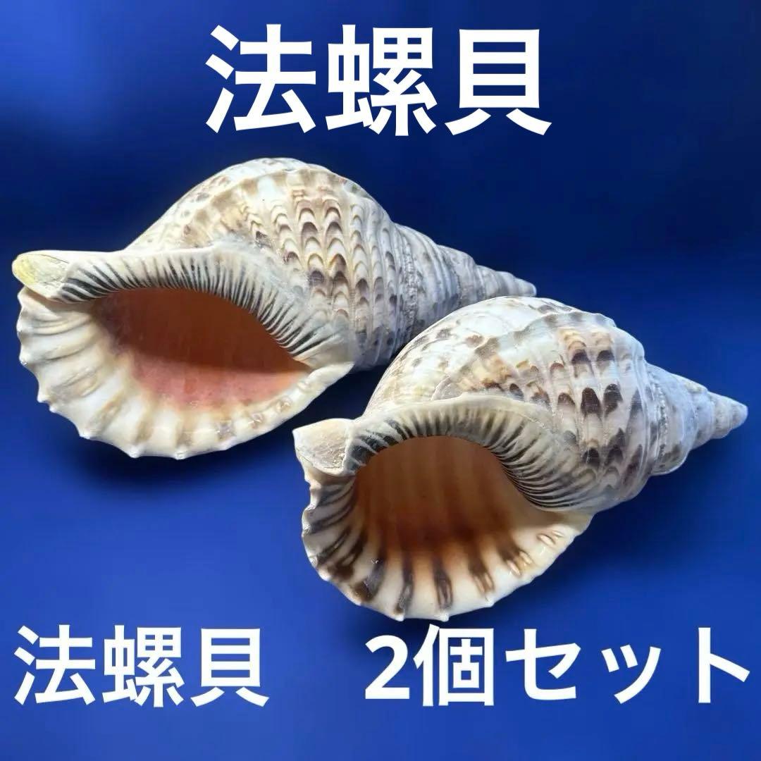 法螺貝　ホラガイ　ほら貝　三伏　密教　魔除け　　　熊よけ