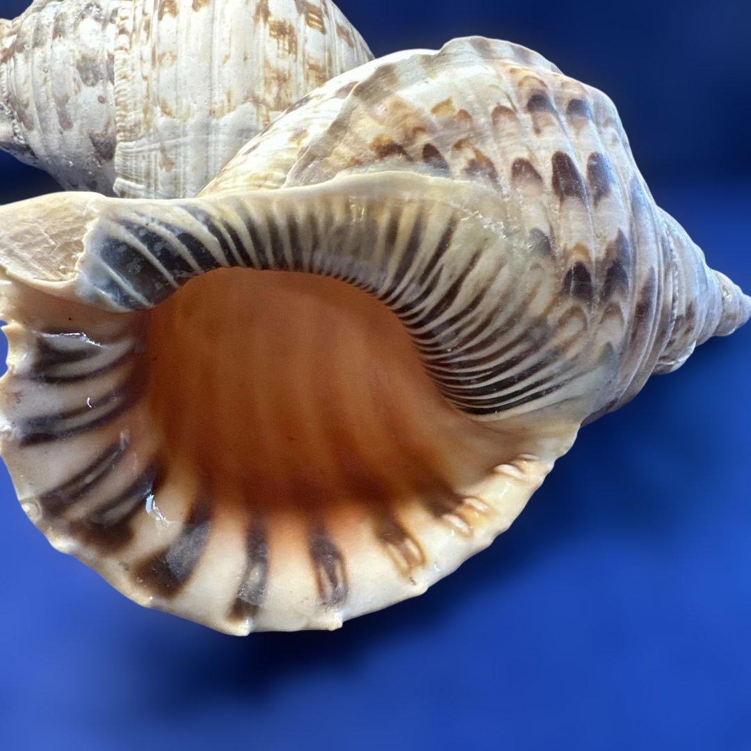 法螺貝　ホラガイ　ほら貝　三伏　密教　魔除け　　　熊よけ