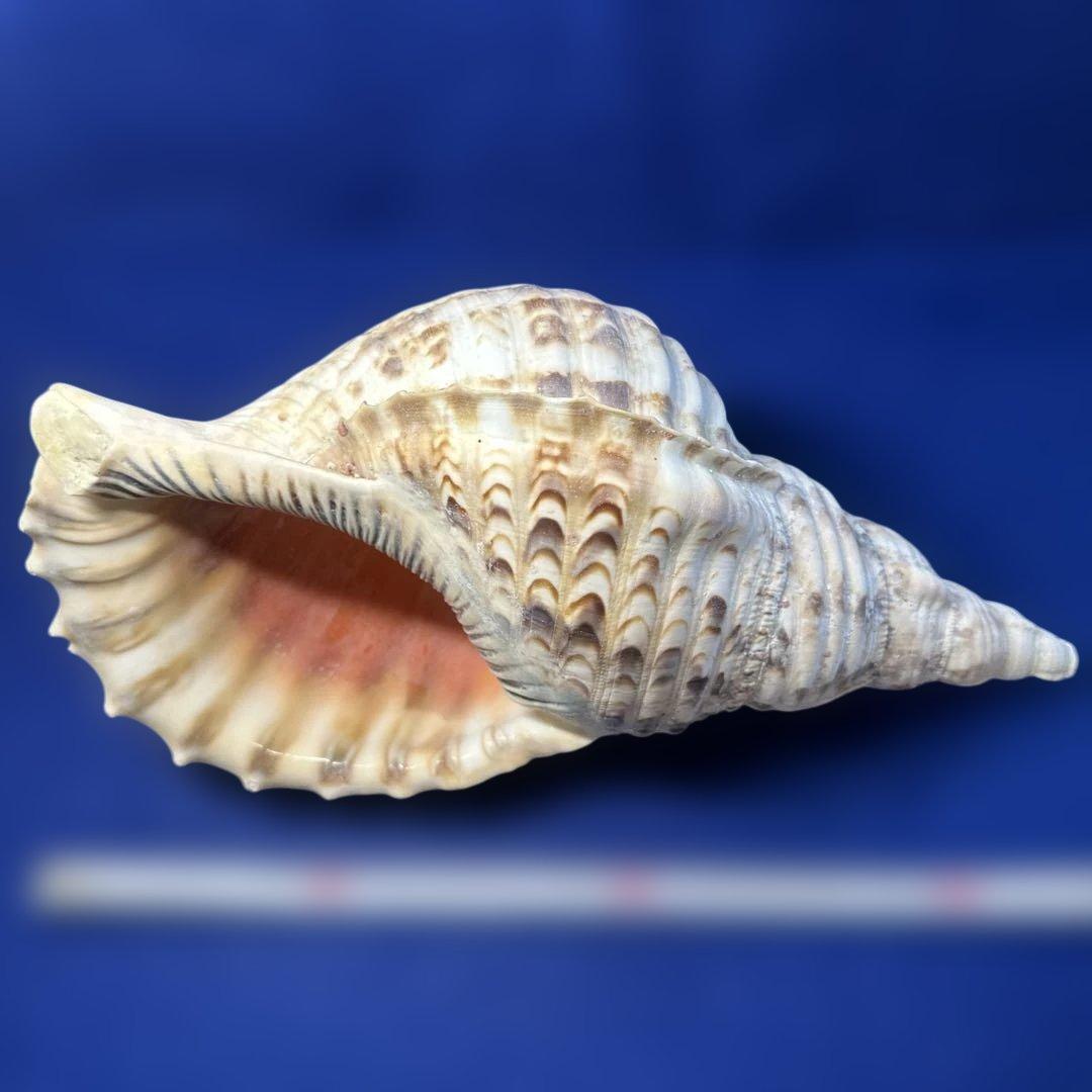 法螺貝　ホラガイ　ほら貝　三伏　密教　魔除け　　　熊よけ