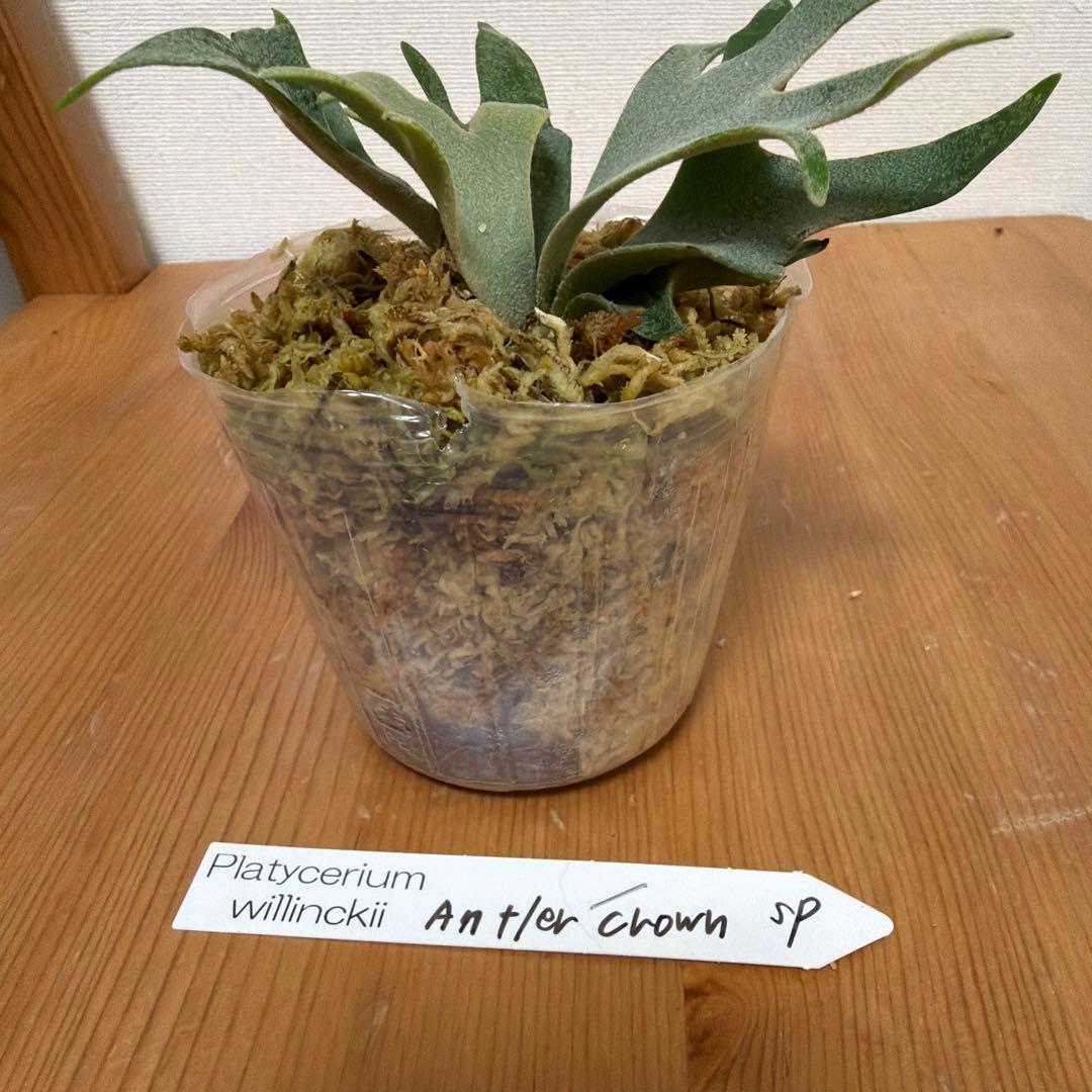 ＊P. willinckii Antler crown SP 3号ポット＊