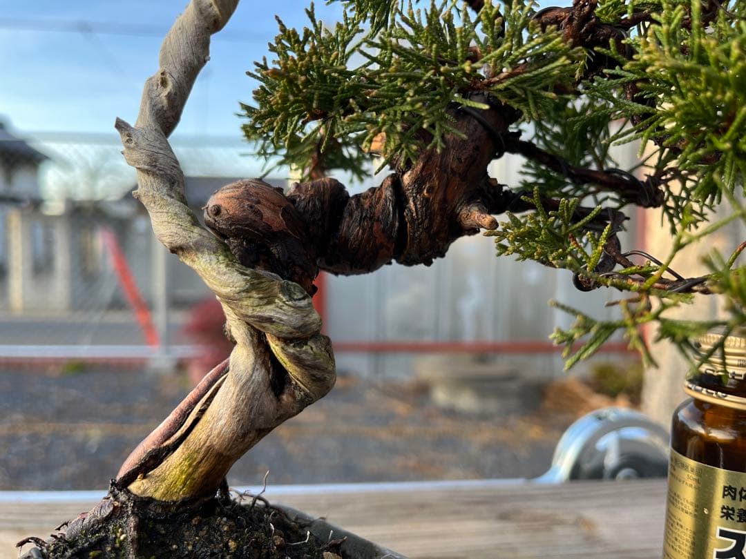 糸魚川真柏/小品盆栽/盆栽