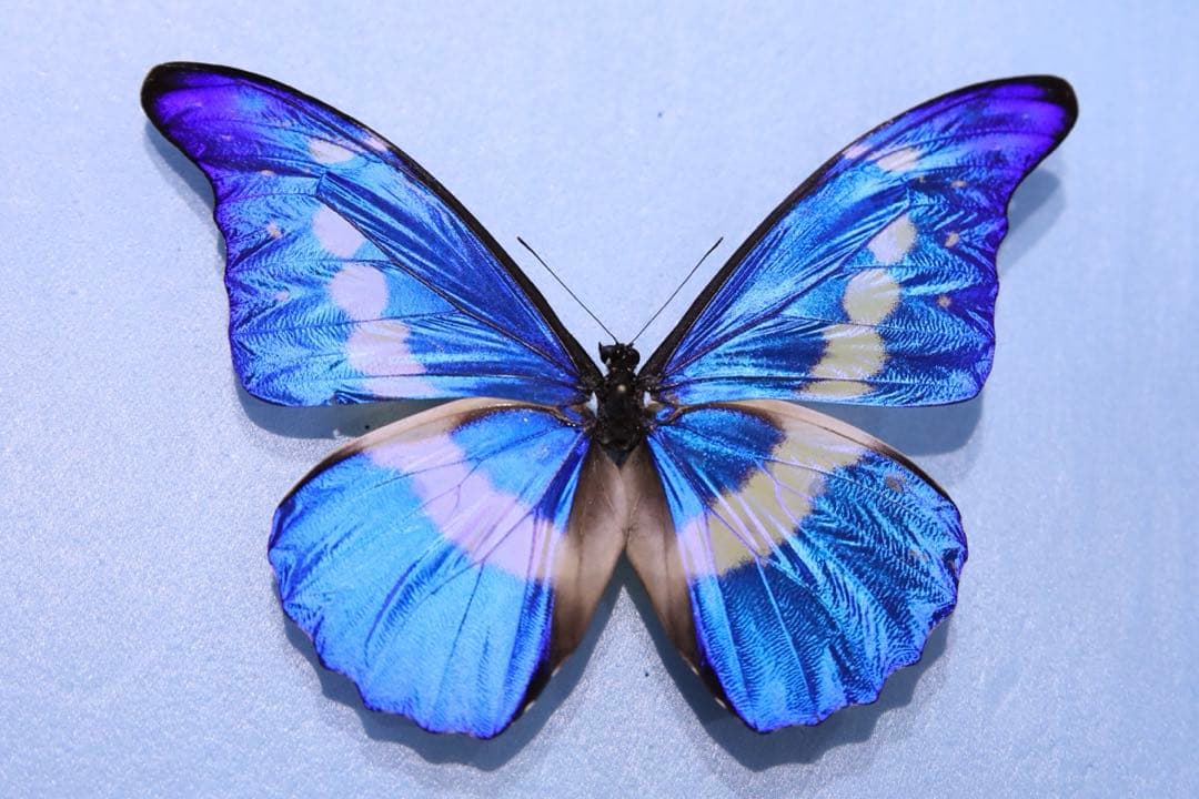 ヘレナモルフォ！標本！2