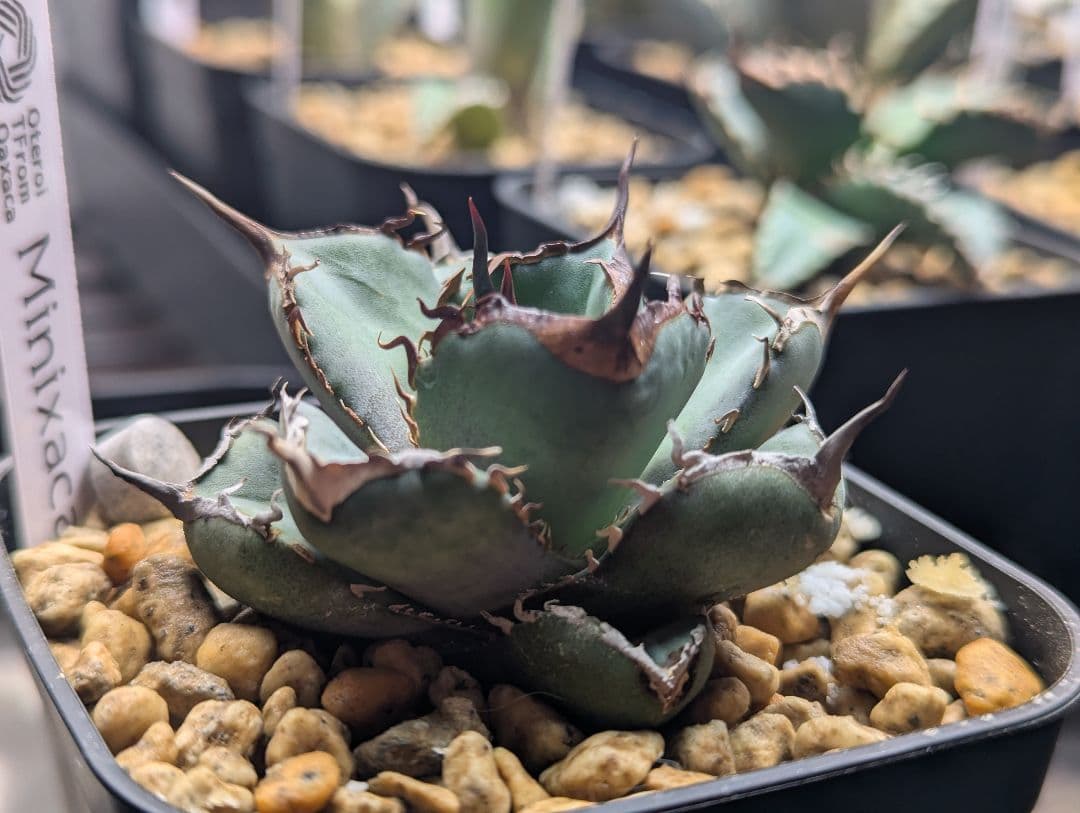 オアハカオテロイ 超コンパクト “Minixaca” 発根活着済 タグ鉢付発送