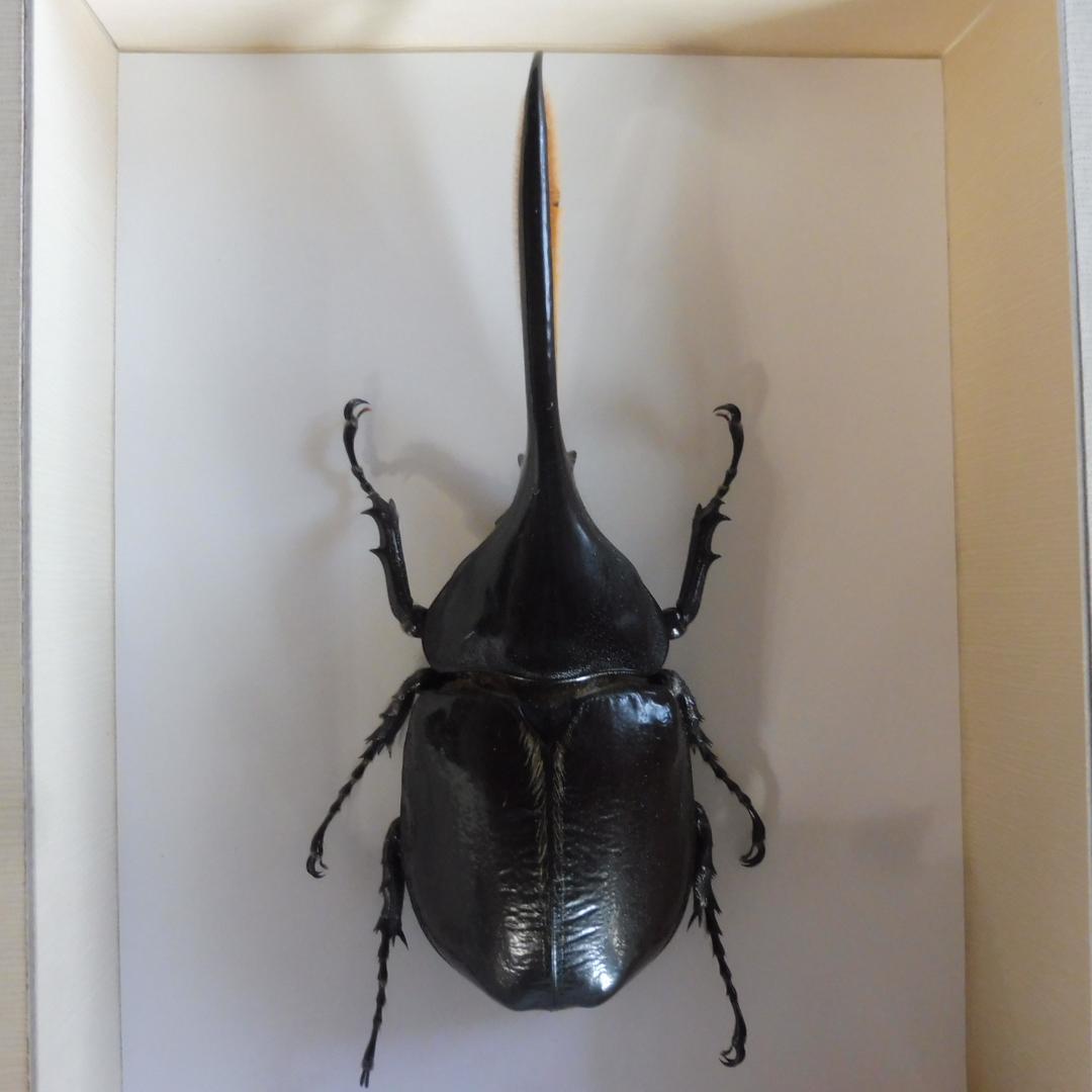 ヘラクレスオオカブトの標本 額入り
