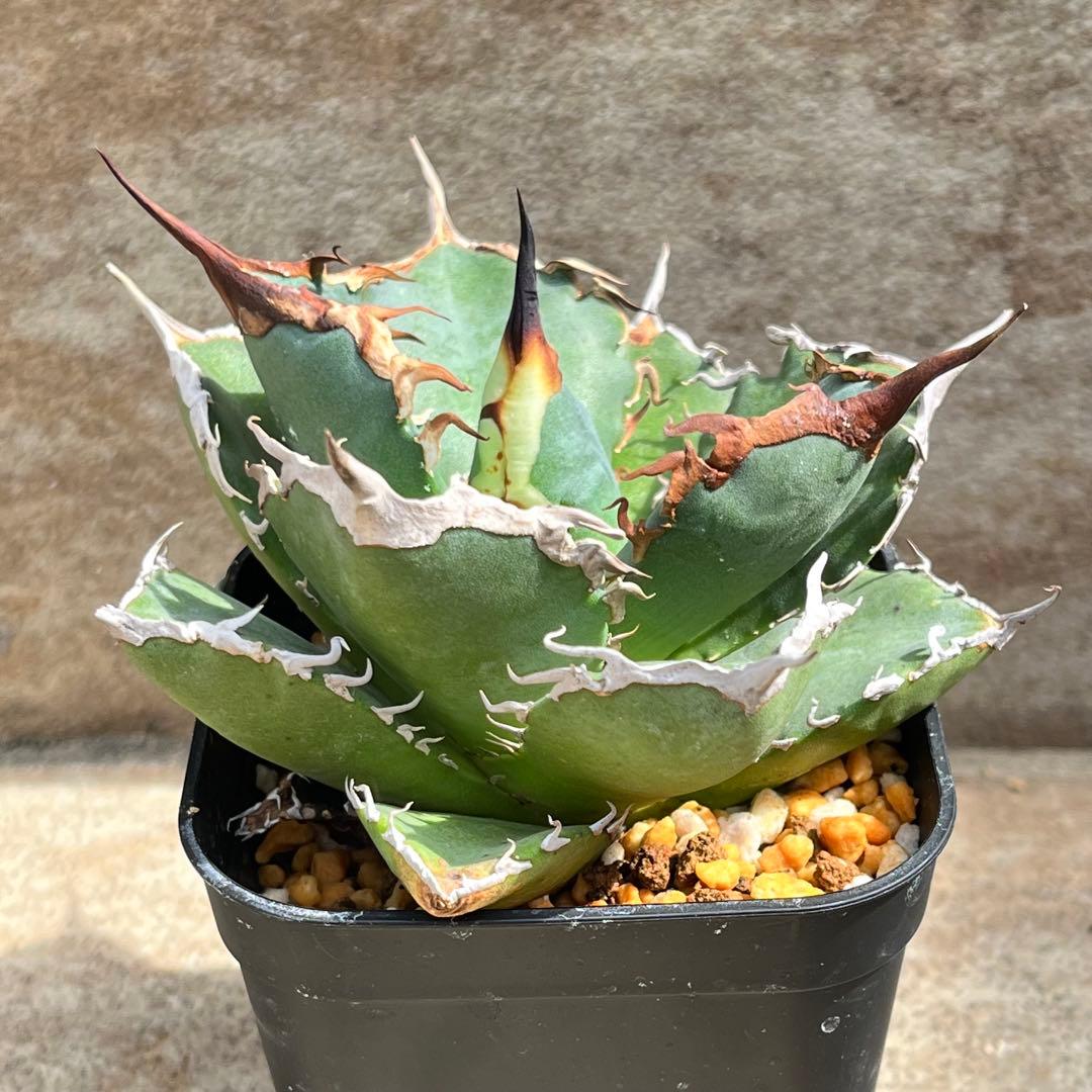 アガベ　チタノタ　黒犀牛　No.001　鉢、送料込　メルカリ便