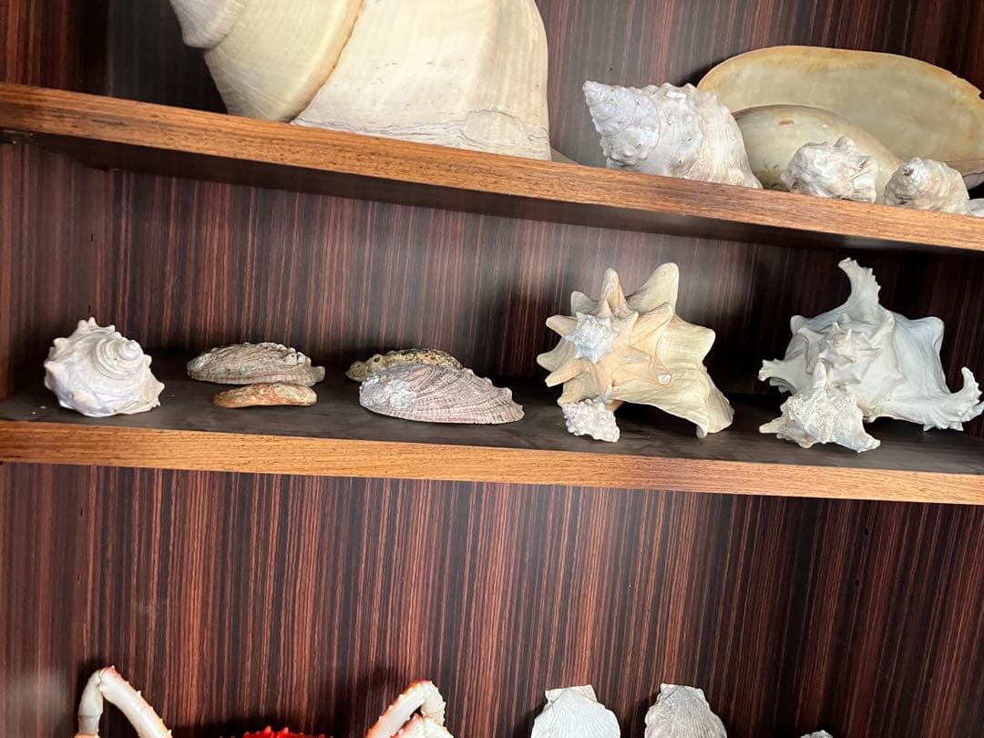 海の神秘　巨大貝殻　貝殻　コレクション　全25〜　珍品　奇品　南洋　オークション