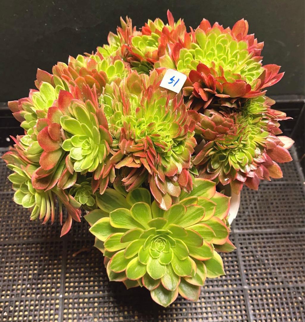 51#多肉植物アエオニウム錦❤️ ハロウィンイエロー錦セッカ ❤️28cm拔き苗