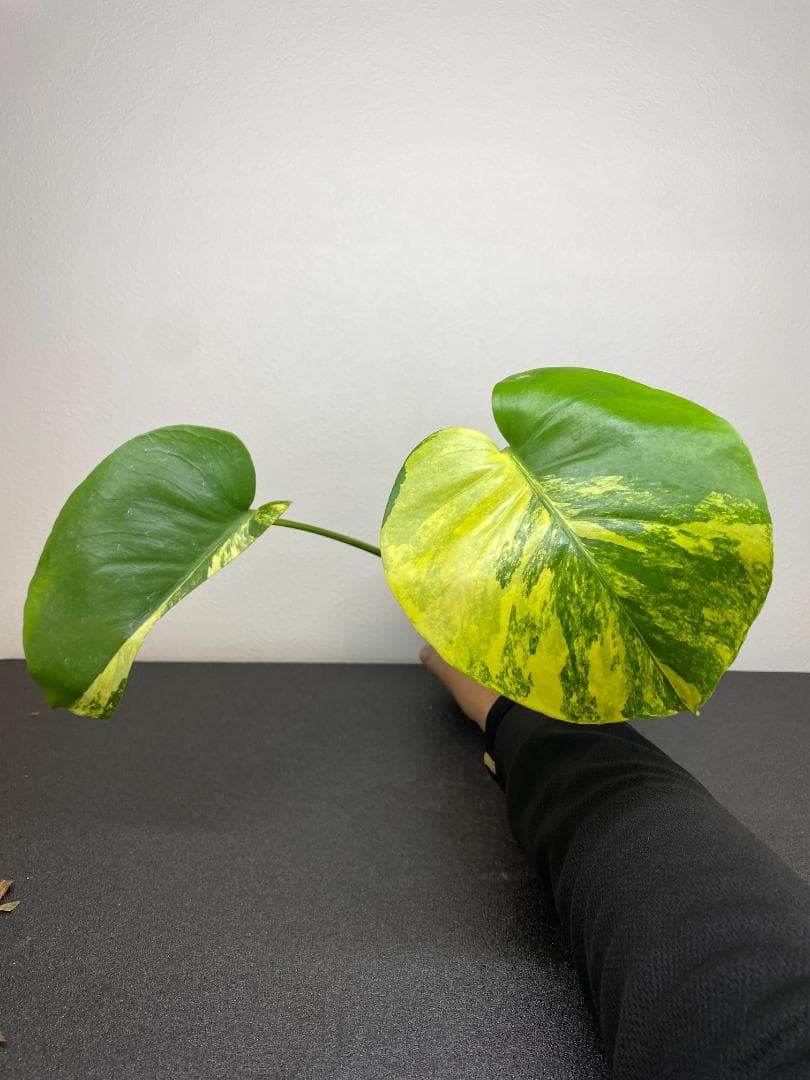 送料込み【2.5号】モンステラ　デリシオーサ　イエローマリリン