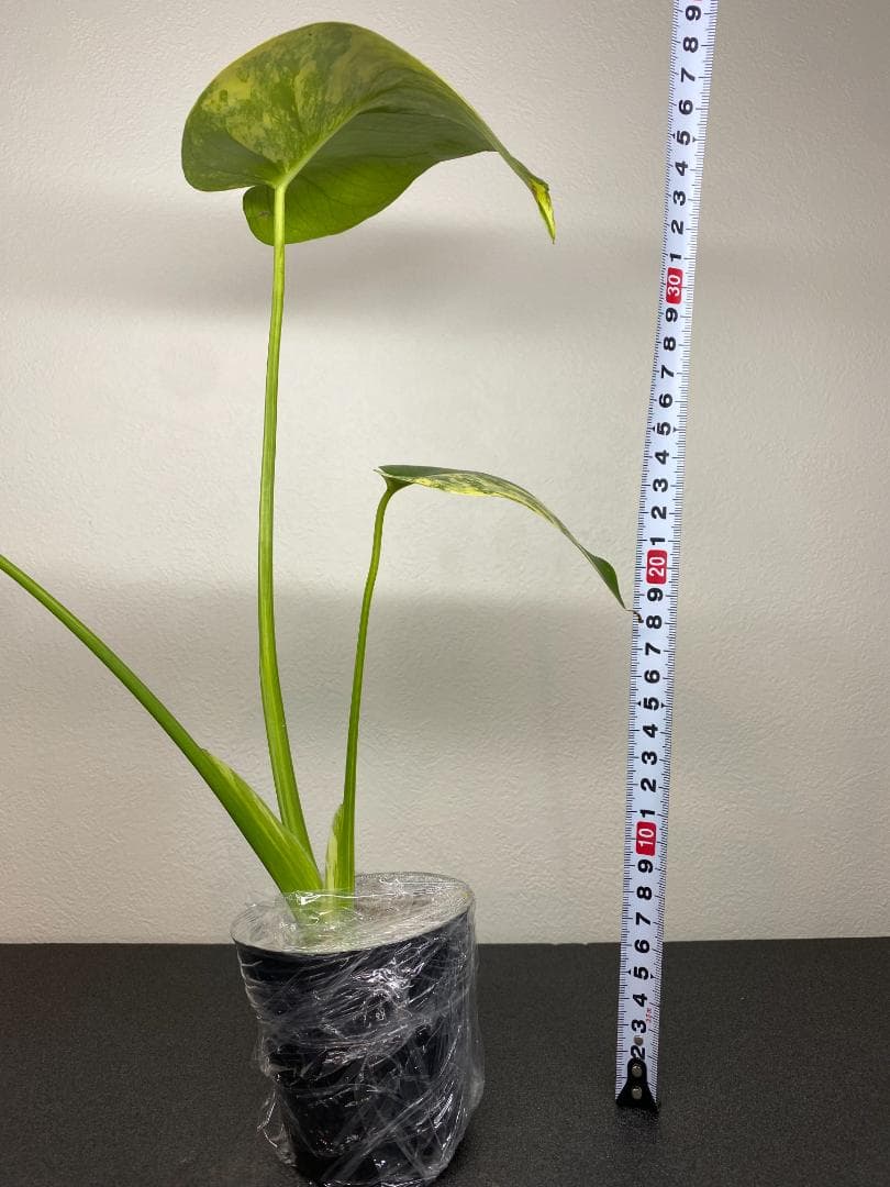 送料込み【2.5号】モンステラ　デリシオーサ　イエローマリリン