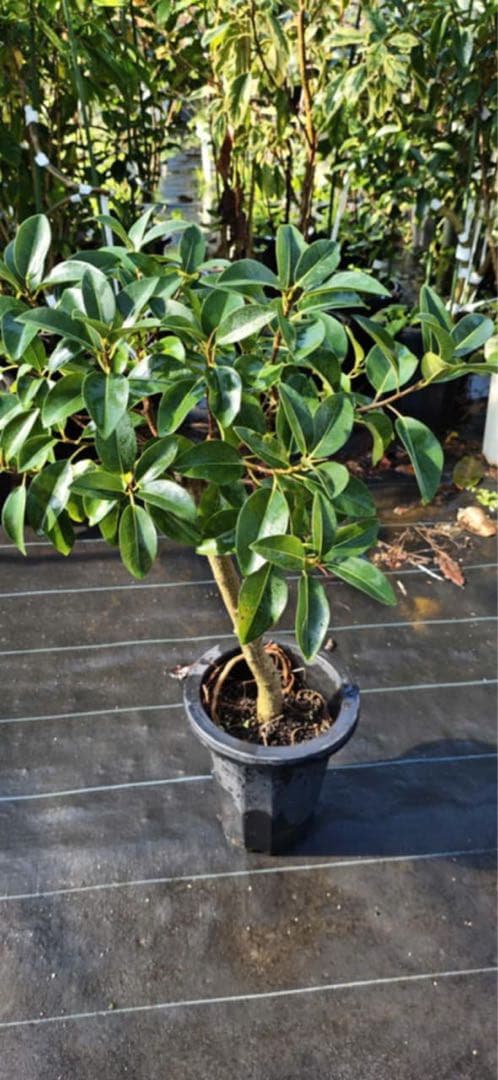 シェフレラ・カポック 約60cm 黒ポット