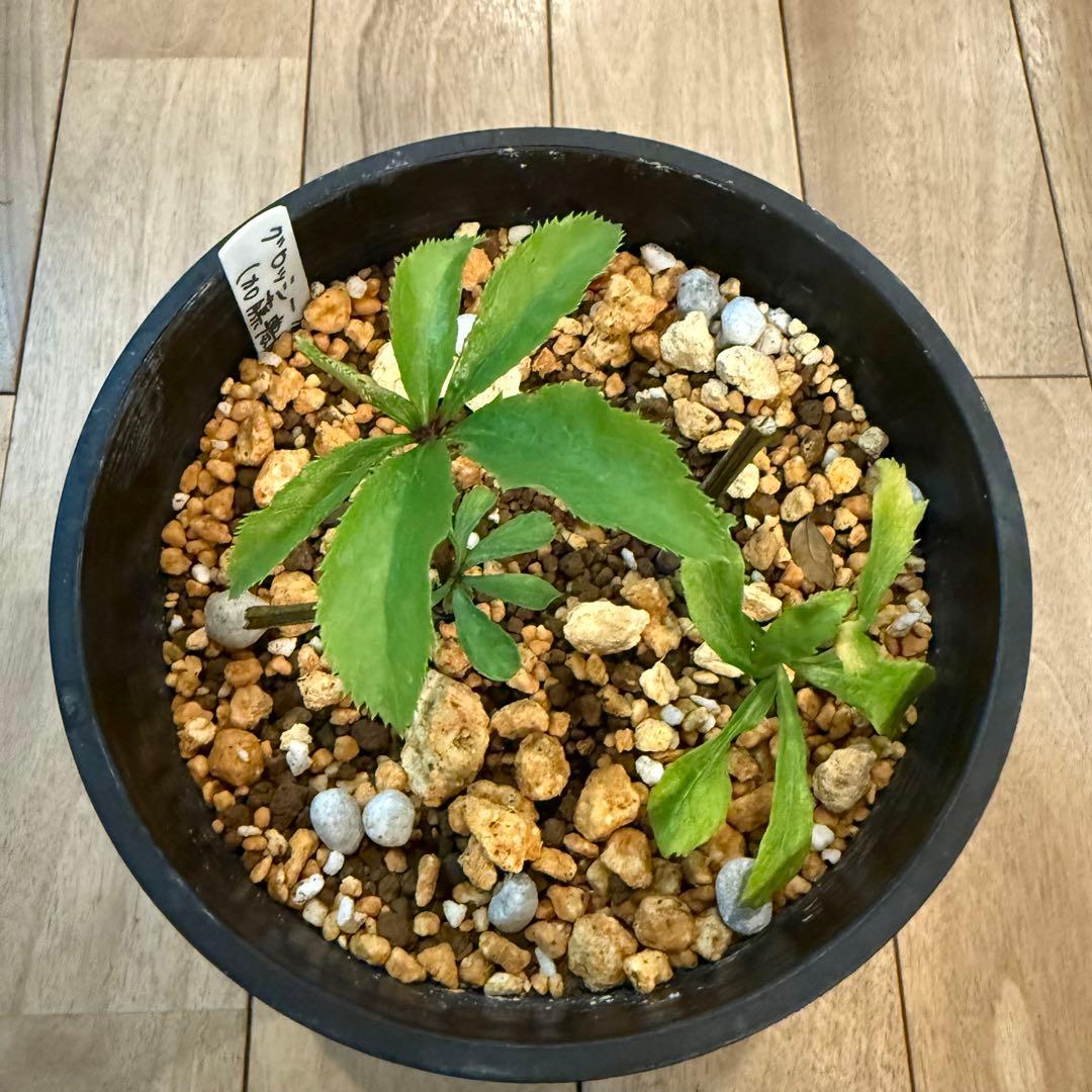 クリスマスローズ 加藤農園 グロッシーカラー☆ ディープレッドダブル 株分け