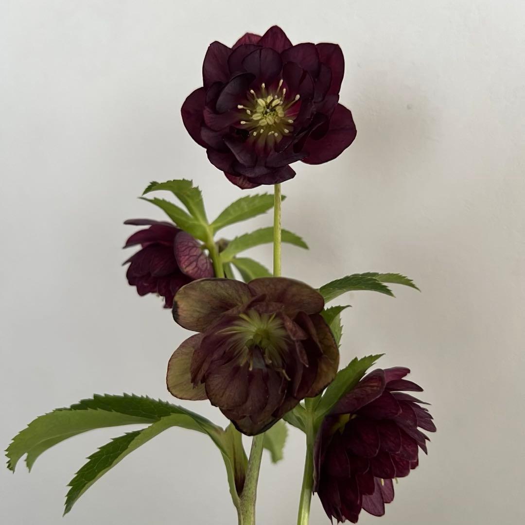 クリスマスローズ 加藤農園 グロッシーカラー☆ ディープレッドダブル 株分け