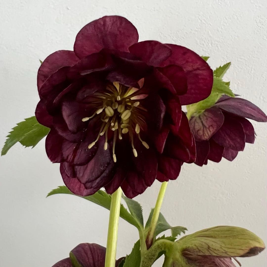 クリスマスローズ 加藤農園 グロッシーカラー☆ ディープレッドダブル 株分け