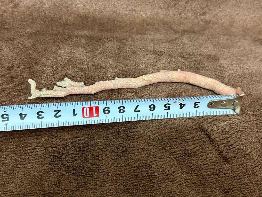 赤珊瑚　山珊瑚　珊瑚　サンゴ　ネックレス　枝 まとめて