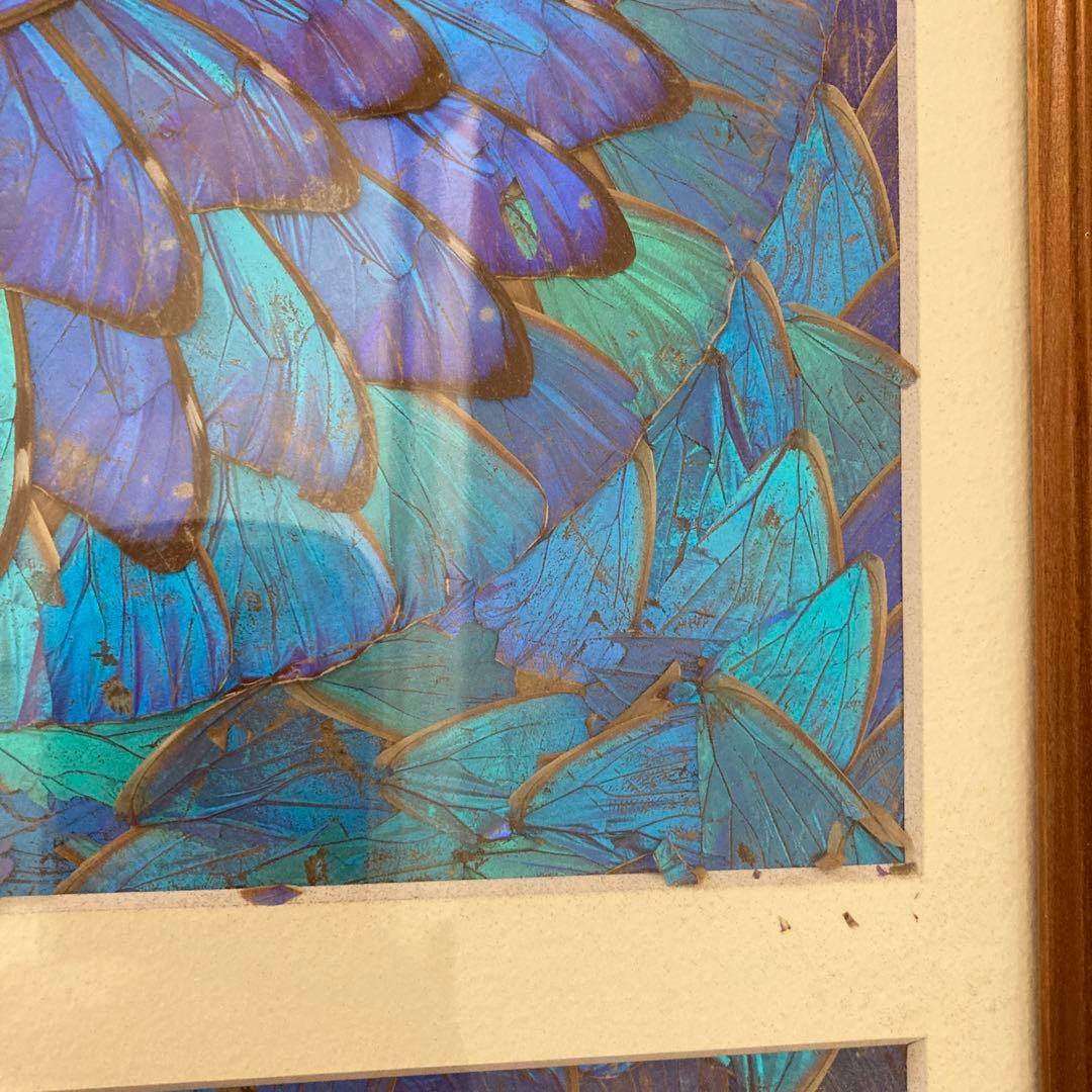 大型　モルフォ蝶　羽アート　標本　珍サイズ　高さ90センチ　ビンテージ