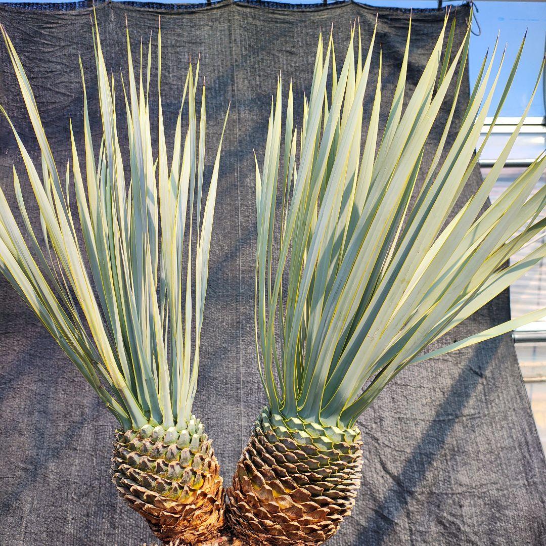 ロストラータ Hyb だぶるへっど