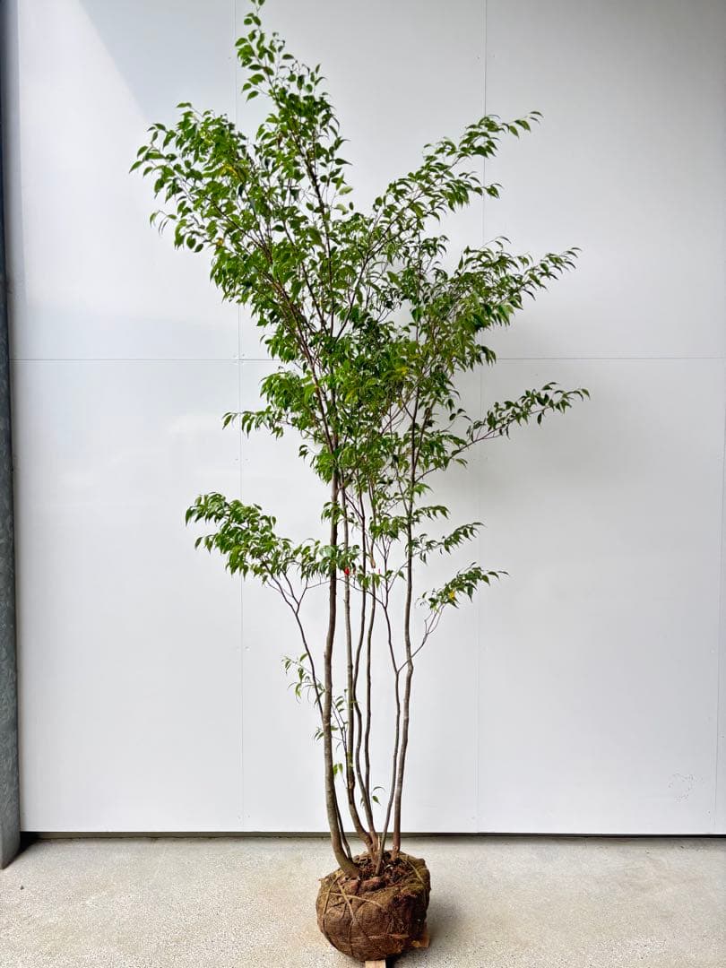 meru 特大 山採り株 ハイノキ 株立 608 樹高2.2m位 高級樹