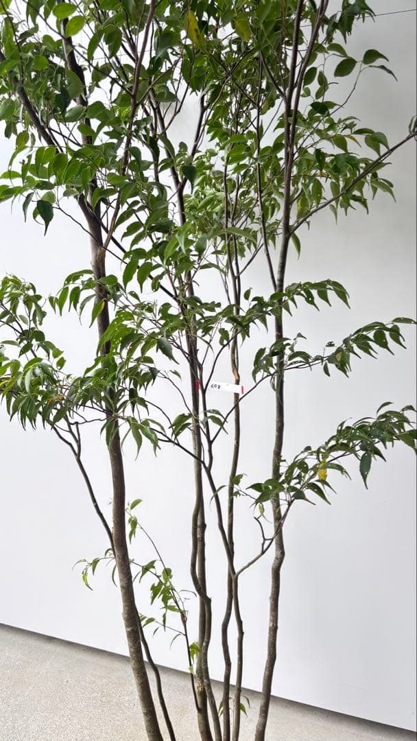 meru 特大 山採り株 ハイノキ 株立 608 樹高2.2m位 高級樹