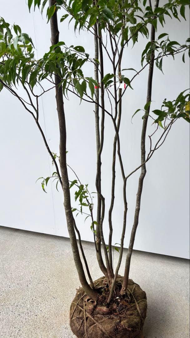 meru 特大 山採り株 ハイノキ 株立 608 樹高2.2m位 高級樹