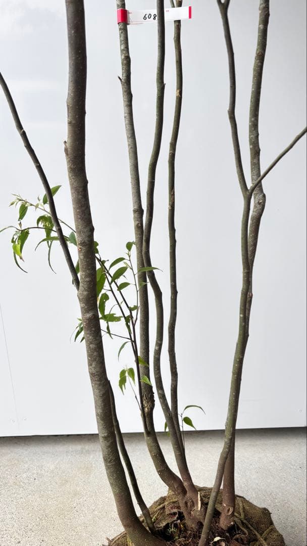 meru 特大 山採り株 ハイノキ 株立 608 樹高2.2m位 高級樹