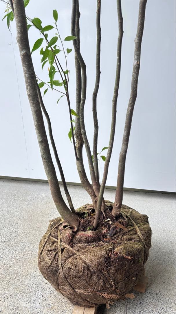 meru 特大 山採り株 ハイノキ 株立 608 樹高2.2m位 高級樹