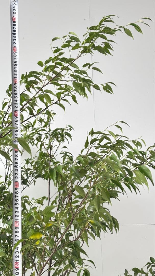 meru 特大 山採り株 ハイノキ 株立 608 樹高2.2m位 高級樹