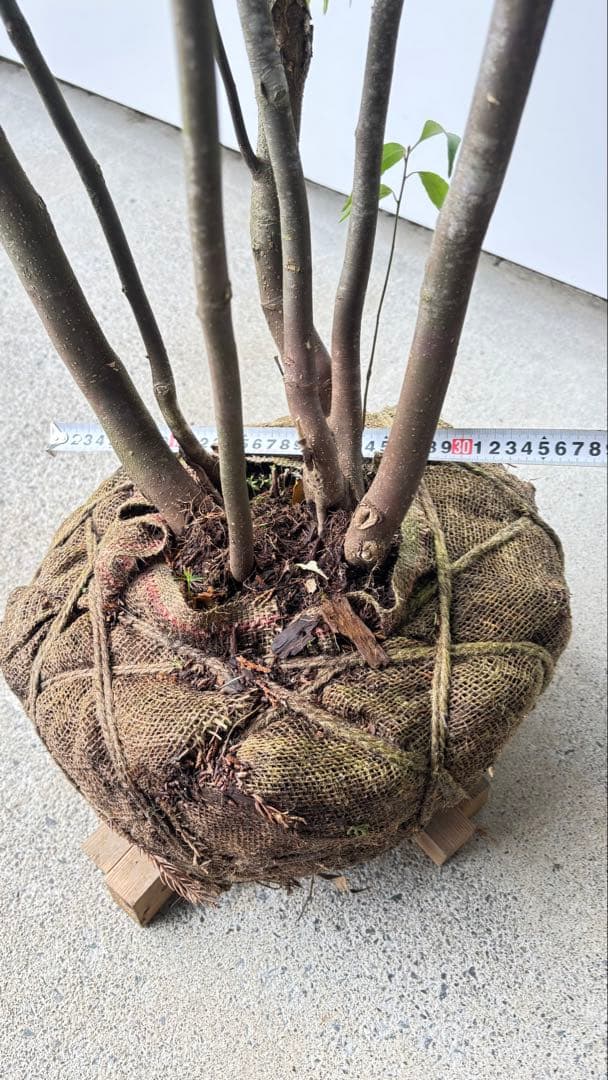 meru 特大 山採り株 ハイノキ 株立 608 樹高2.2m位 高級樹