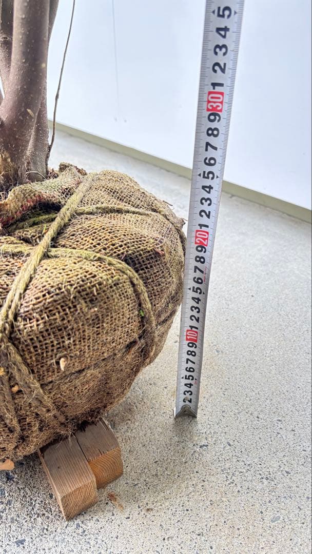 meru 特大 山採り株 ハイノキ 株立 608 樹高2.2m位 高級樹