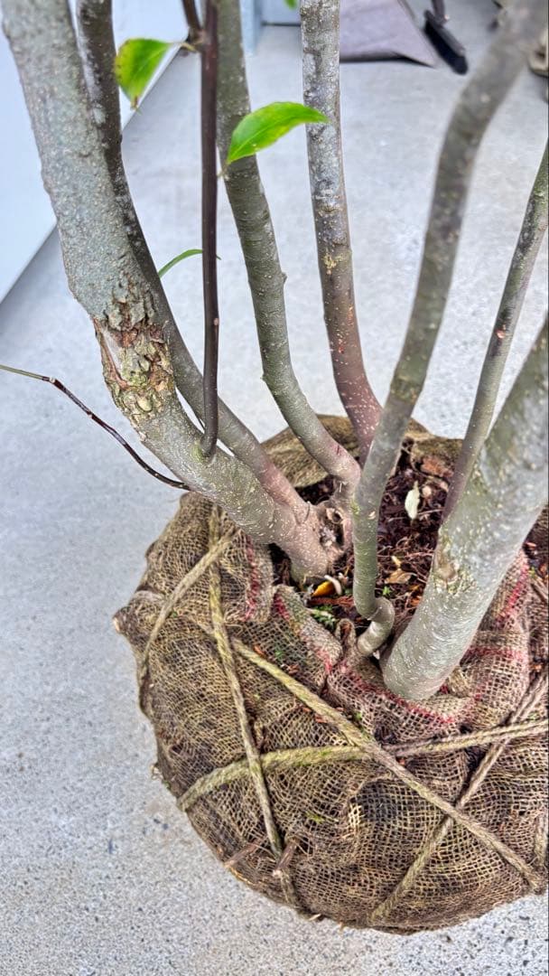 meru 特大 山採り株 ハイノキ 株立 608 樹高2.2m位 高級樹