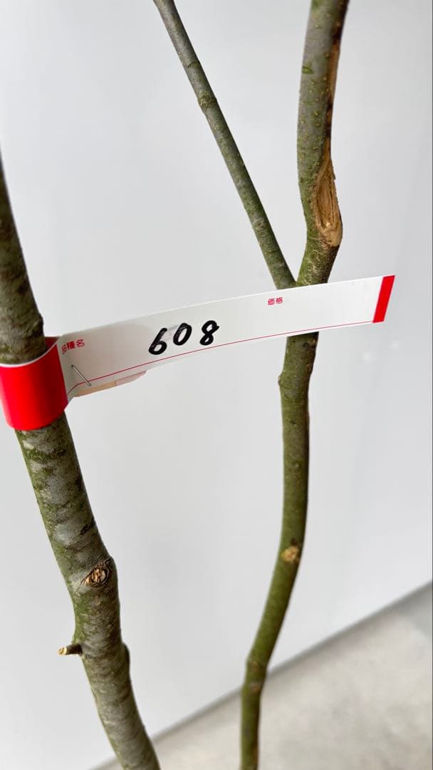 meru 特大 山採り株 ハイノキ 株立 608 樹高2.2m位 高級樹