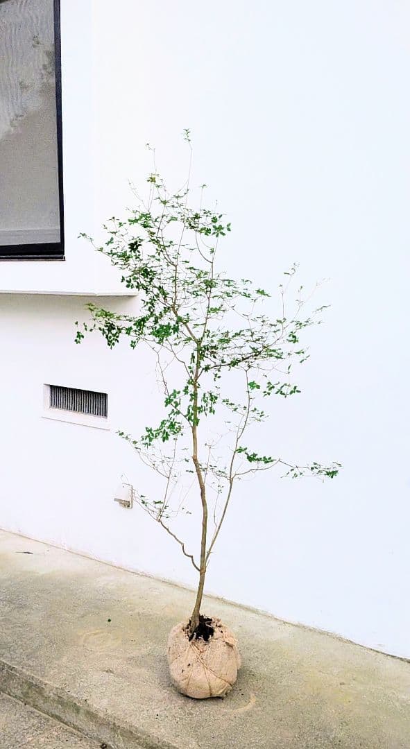 透き通るような。山採りドウダンツツジ。