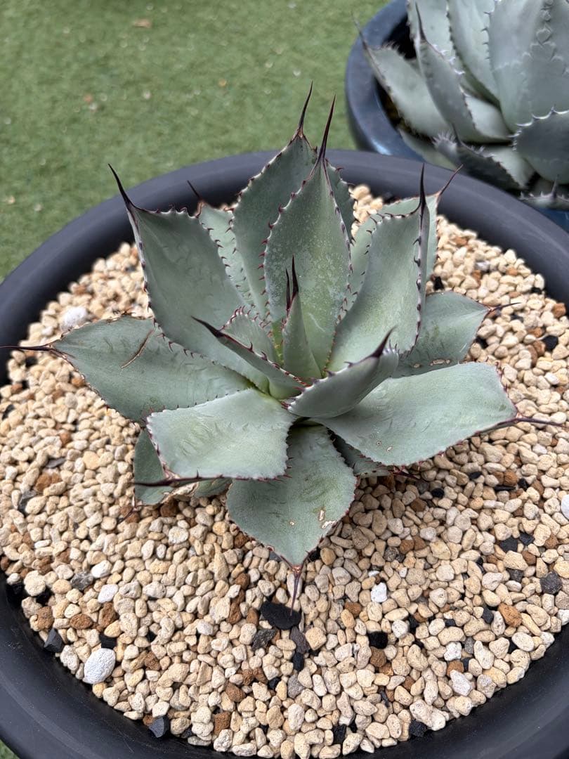 アガベ　パリー　姫吉祥天