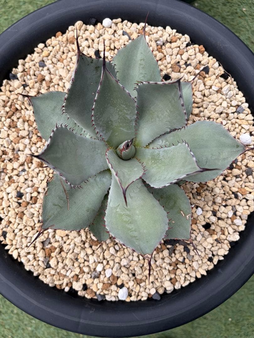 アガベ　パリー　姫吉祥天